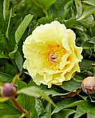 Pfingstrose (Paeonia) 'Garden Treasure'