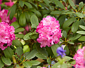 Rhododendron pink