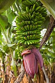 Spanien, Kanarische Inseln, Insel La Palma, San Andres, Bananenblüte