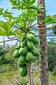 Papaya-Baum