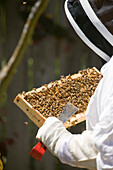Seattle, Washington State, USA. Woman beekeeper checking the health of the honey in a frame.