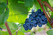 USA, Oregon, Elk Cove Winery. Grapes on the vine