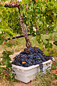 USA, Washington State, Pasco. A bin of merlot grapes at harvest.