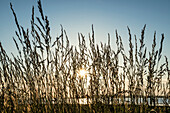 Grasses with seeds on a dike against the light, sunset, North Sea, East Frisia, Lower Saxony, Germany