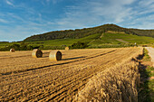 Getreideernte am Fuße des Schwanberg, Rödelsee, Kitzingen, Unterfranken, Franken, Bayern, Deutschland, Europa