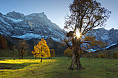Sycamore maple (Acer pseudoplatanus), Großer Ahornboden, Karwendel, Tyrol, Austria