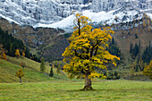 Bergahorn (Acer pseudoplatanus), Großer Ahornboden, Karwendel, Tirol, Österreich