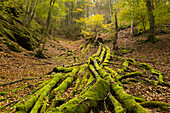umgestürzter Baum, Pfälzer Wald, Pfalz, Rheinland-Pfalz, Deutschland