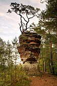 Pine tree on a sandstone rock, Dahner Felsenland, Palatinate Forest, Palatinate, Rhineland-Palatinate, Germany