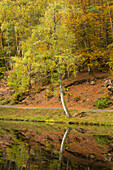 Birch at Spießweiher, near Eppenbrunn, Palatinate Forest, Palatinate, Rhineland-Palatinate, Germany