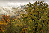 Autumn forest, Palatinate Forest, Palatinate, Rhineland-Palatinate, Germany