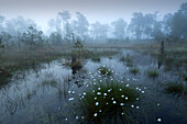Cotton grass in the moor, Lower Saxony, Germany