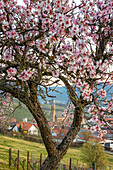 Mandelblüte in Birkweiler, Rheinland-Pfalz, Deutschland