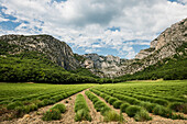 Lavender field and rocks, Saou, Drôme department, Auvergne-Rhône-Alpes, Provence, France