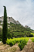 Dentelles de Montmirail, Département Vaucluse, Provence, Provence-Alpes-Côte d'Azur, Frankreich