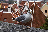 Mischievous looking seagull and the Old Town rooftops from Toompea, Tallinn, Harju County, Estonia, Europe