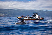 Common dolphins (Delphinus delphis) and whale watching boat, Lajes do Pico, Pico Island, Azores, Portugal, Europe