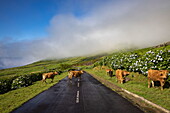 Cattle crossing road amidst lush landscape, Corvo Island, Azores, Portugal, Europe