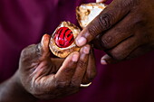 Detail einer Muskatnuss in Händen, in der Nähe von Saint George's, Saint George, Grenada, Karibik