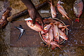 Hand hält roten Fisch, der von Fischern gereinigt wird, Saint George's, Saint George, Grenada, Karibik
