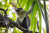 Mona Monkey (Cercopithecus mona) on tree near Grand Etang Lake, Grand Etang National Park, St. Andrew, Grenada, Caribbean