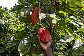 Hand hält Kakaofrucht an einem Baum, Saint David, Grenada, Karibik