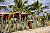 Giant cactus fence with Santa hat decoration and palm trees in front of house, Bonaire, Netherlands Antilles, Caribbean