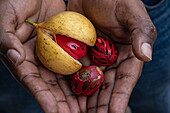 Detail shot of nutmegs in hands, St. George, Grenada, Caribbean