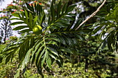 In the Botanic Gardens, a breadfruit on a tree from a plant originally brought by Captain William Bligh (of the Bounty) in 1793, St Vincent, Kingstown, Saint George, St Vincent Island, St Vincent and the Grenadines, Caribbean
