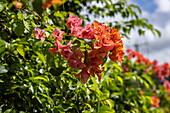 Bougainvillea in den Gärten vom Howelton Estate, in der Nähe von Castries, St. Lucia, Karibik