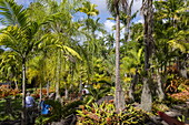Tour group at the Nevis Botanical Garden, Nevis Island, Saint Kitts and Nevis, Caribbean