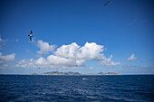 Masked boobies (Sula dactylatra), also called masked boobies, with Saint Martin Island in the distance, near Saint Martin (Sint Maarten), Caribbean