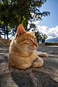 Katze entspannt sich im Hof des St.-Stephans-Kloster (Agios Stefanos) bei Meteora, Kastraki, Thessalien, Griechenland, Europa