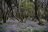 Mystischer Wald mit Wildblumen, Nationalpark Garajonay, La Gomera, Kanarische Inseln, Spanien, Europa