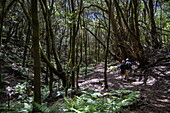 Hiking excursion through mystical forest for passengers of expedition cruise ship World Voyager (nicko cruises), Garajonay National Park, La Gomera, Canary Islands, Spain, Europe