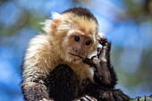 &quot;Hello? Hallooo?&quot; – Capuchin monkey using imaginary mobile phone at Mayan Eden Eco Park, Roatán, Bay Islands, Honduras, Central America