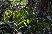 Üppiger Regenwald in den Carambola Botanical Gardens, Roatán, Bay Islands, Honduras, Mittelamerika