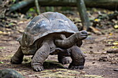 Giant tortoise walking through the interior of the island, Cousin Island, Seychelles, Indian Ocean