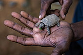 Baby-Riesenschildkröte in der Hand, Moyenne Island, St. Anne Marine National Park, in der Nähe der Insel Mahé, Seychellen, Indischer Ozean