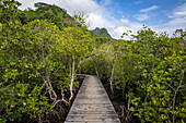Boardwalk path over mangroves along the west coast, Mahé Island, Seychelles, Indian Ocean