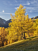 autumnal Nockberge, Pfannnock, Plattnock, Gurktal Alps, Carinthia, Austria