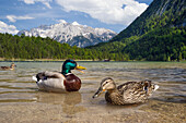 Mallards, pair on Lake Ferchenrsee (Anas platyrhynchos), Karwendel Mountains, Werdenfelser Land, Upper Bavaria, Germany