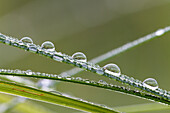 Dewdrops on grasses, drops of water, Germany