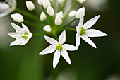Bärlauch (Allium ursinum), blühend, Frühling, Oberbayern, Deutschland