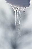 Icicles thaw, thaw, Upper Bavaria, Germany
