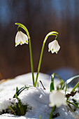March snowflake, spring snowflake (Leucojum vernum), spring in deciduous forest, Upper Bavaria, Germany