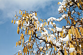 Corkscrew hazel (Corylus avellana) cultivar Contorta, snow, Germany