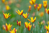 Tulips in the garden, spring, Bavaria, Germany
