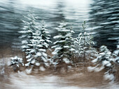 Bewegte Bäume im Winter, Fichten abstrakt, Bayern, Deutschland, Europa