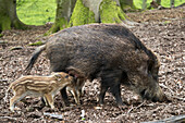 Wildschweine, Bache säugt Frischlinge, Sus scrofa, Bayerischer Wald, Deutschland